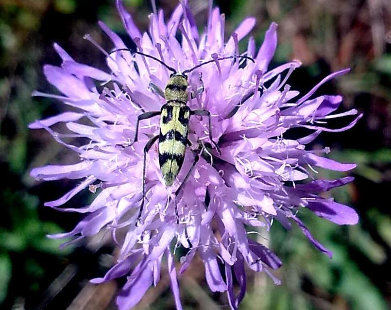 Chlorophorus varius da confermare